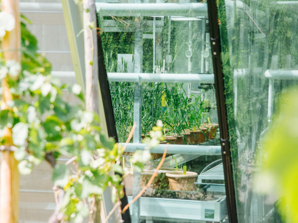 Pflanzen im Botanischen Garten der Universität Freiburg