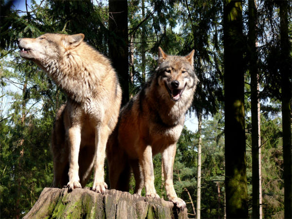 Wildtierökologie und Wildtiermanagement – Waldwissenschaften  OSA der