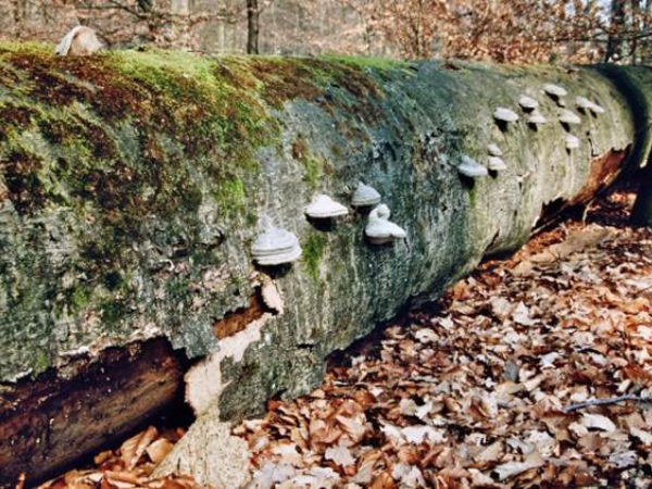 Totholz im Wald