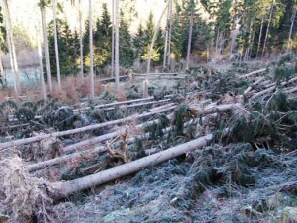 Wald nach Sturmschaden